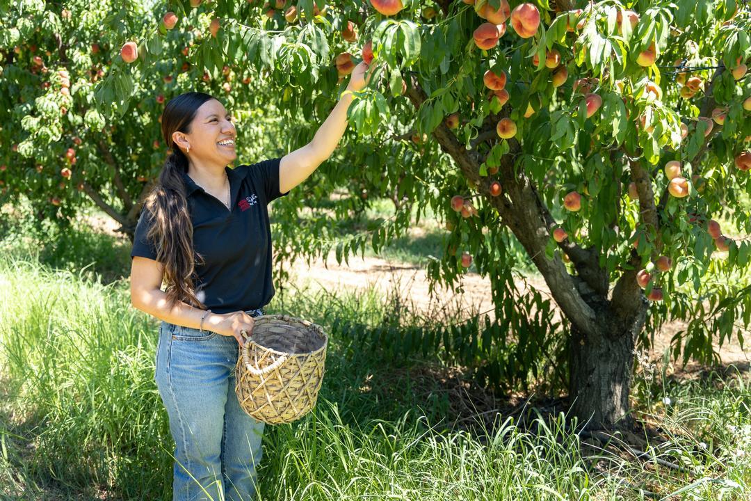 Liset Garcia picking stone fruit at Sweet Girl Farms