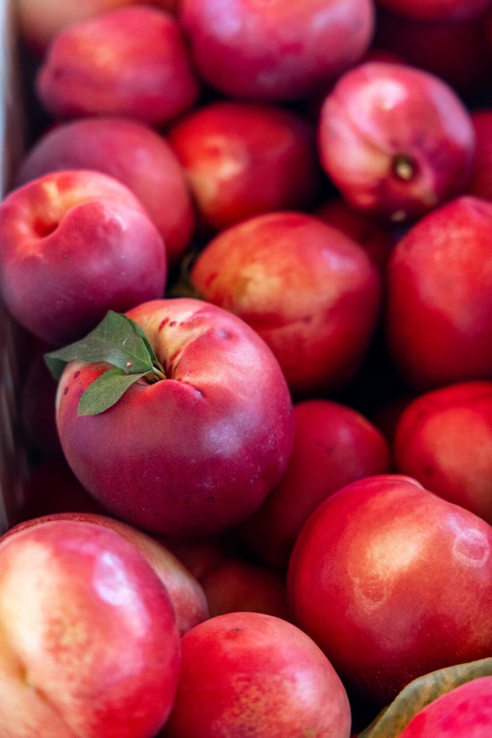 stone fruit at Sweet Girl Farms