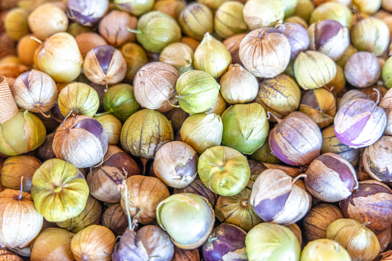 tomatillos at Sweet Girl Farms