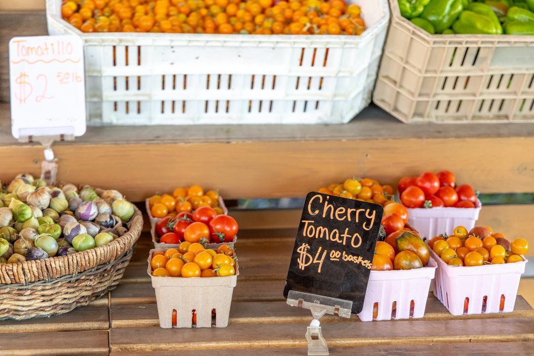 Cherry tomatoes at Sweet Girl Farms