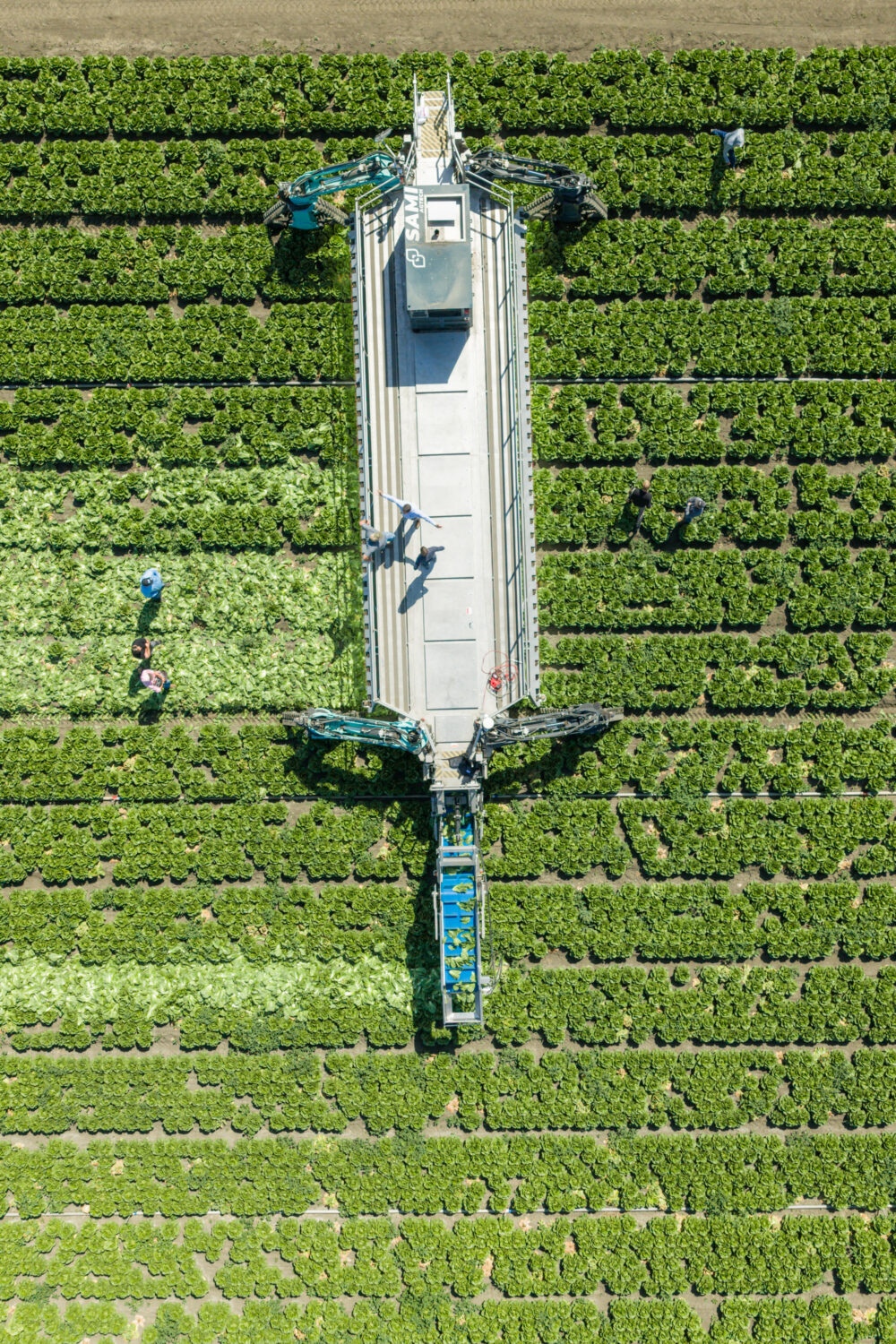 aerial view of SAMI Robotics lettuce harvester at Field Day