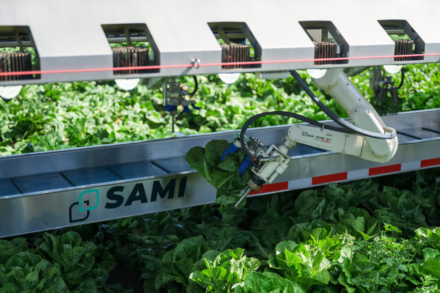 The SAMI Robotic harvester, slicing a head of lettuce