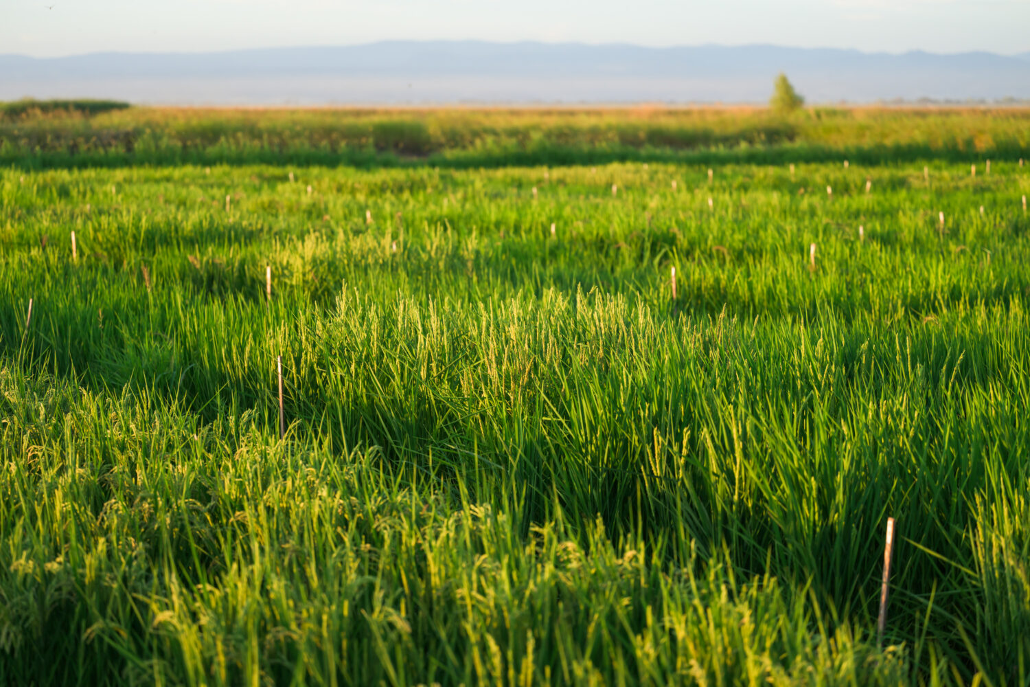 rice field at Lundberg Family Farms
