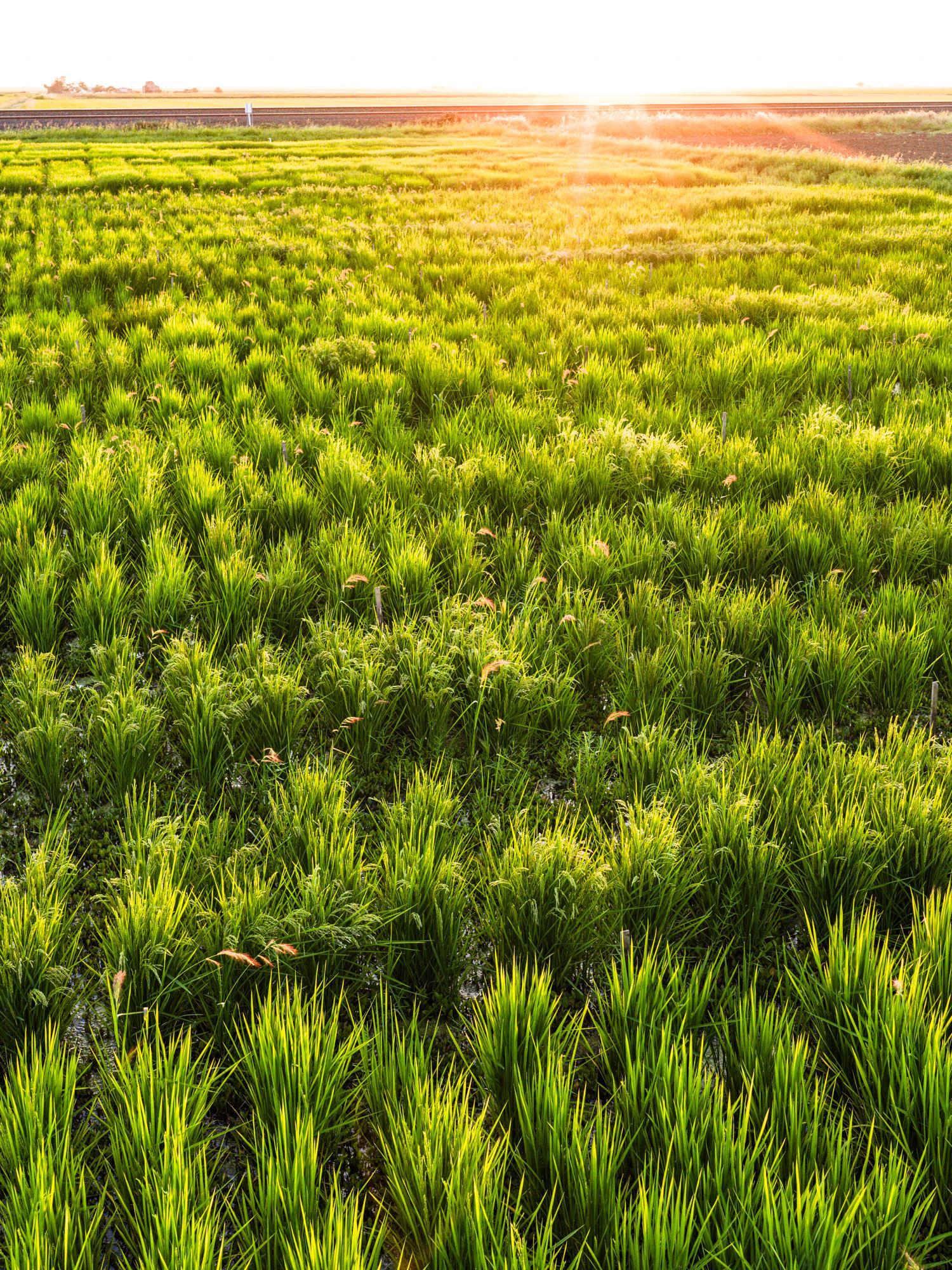 How is Rice Grown at Lundberg Family Farms?
