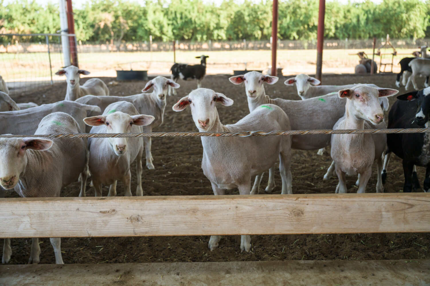 The sheep at M&J Farms