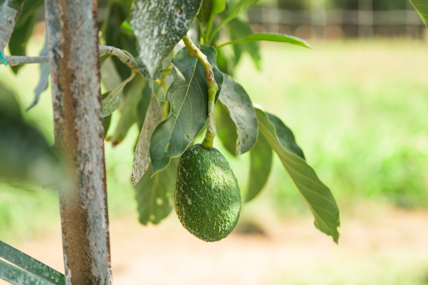 avocados are another potential source of income at M& J Farms /Wooly Gardens