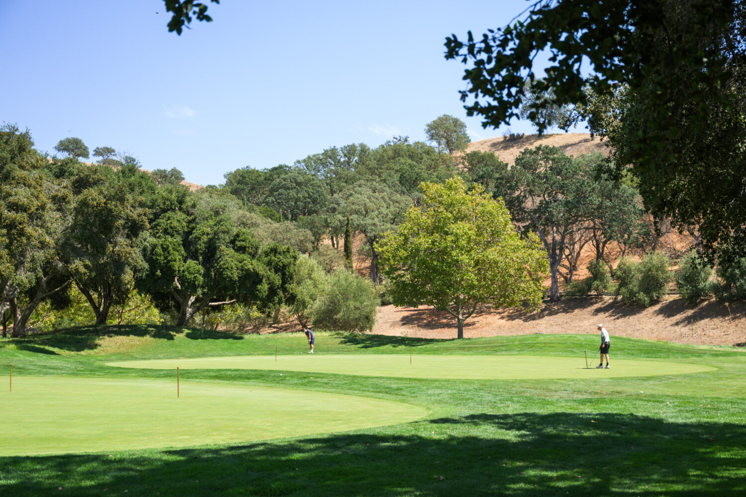 the golf course at Wente 