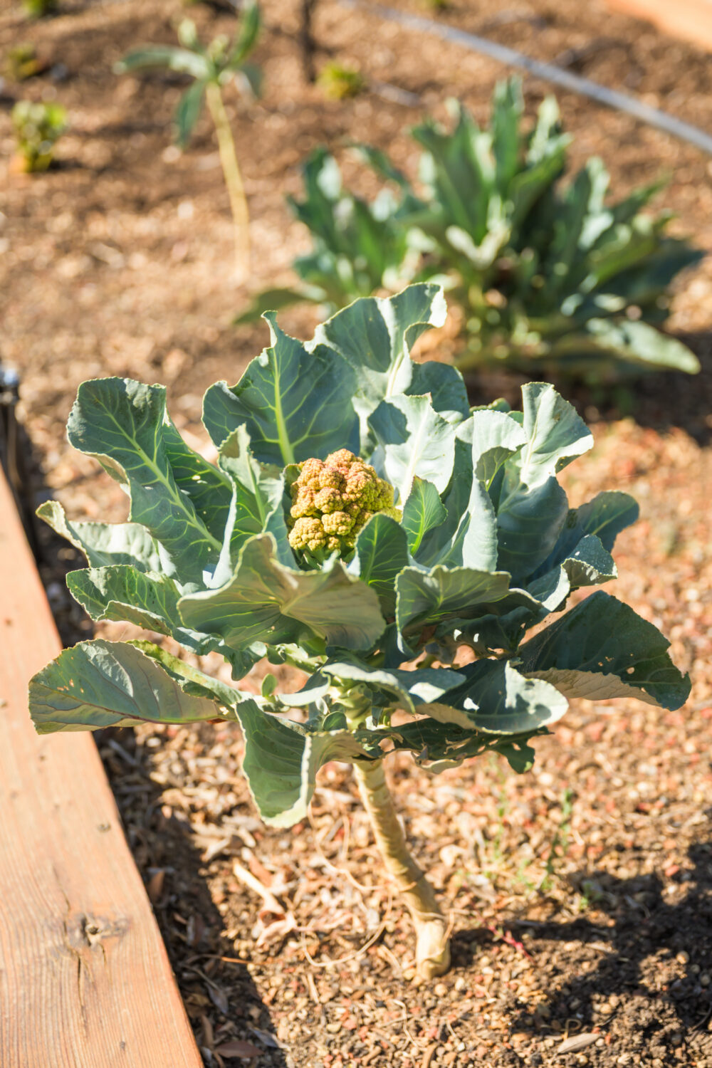 fresh produce growing in the garden at Il Fiorello 