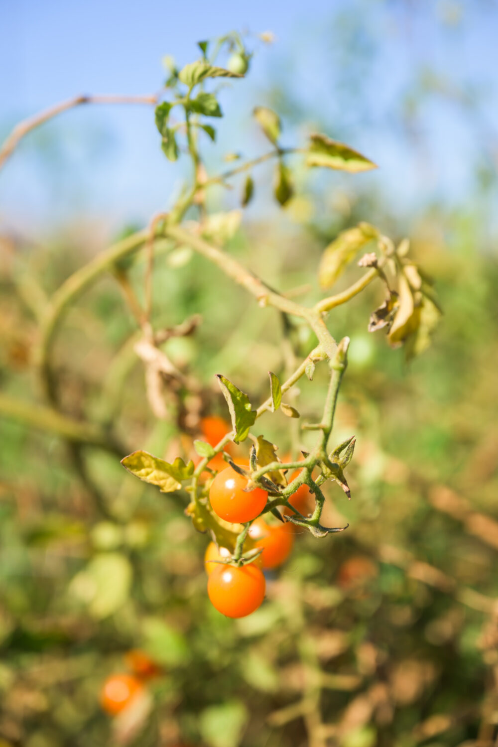 cherry tomatoes at Il Fiorello's garden 