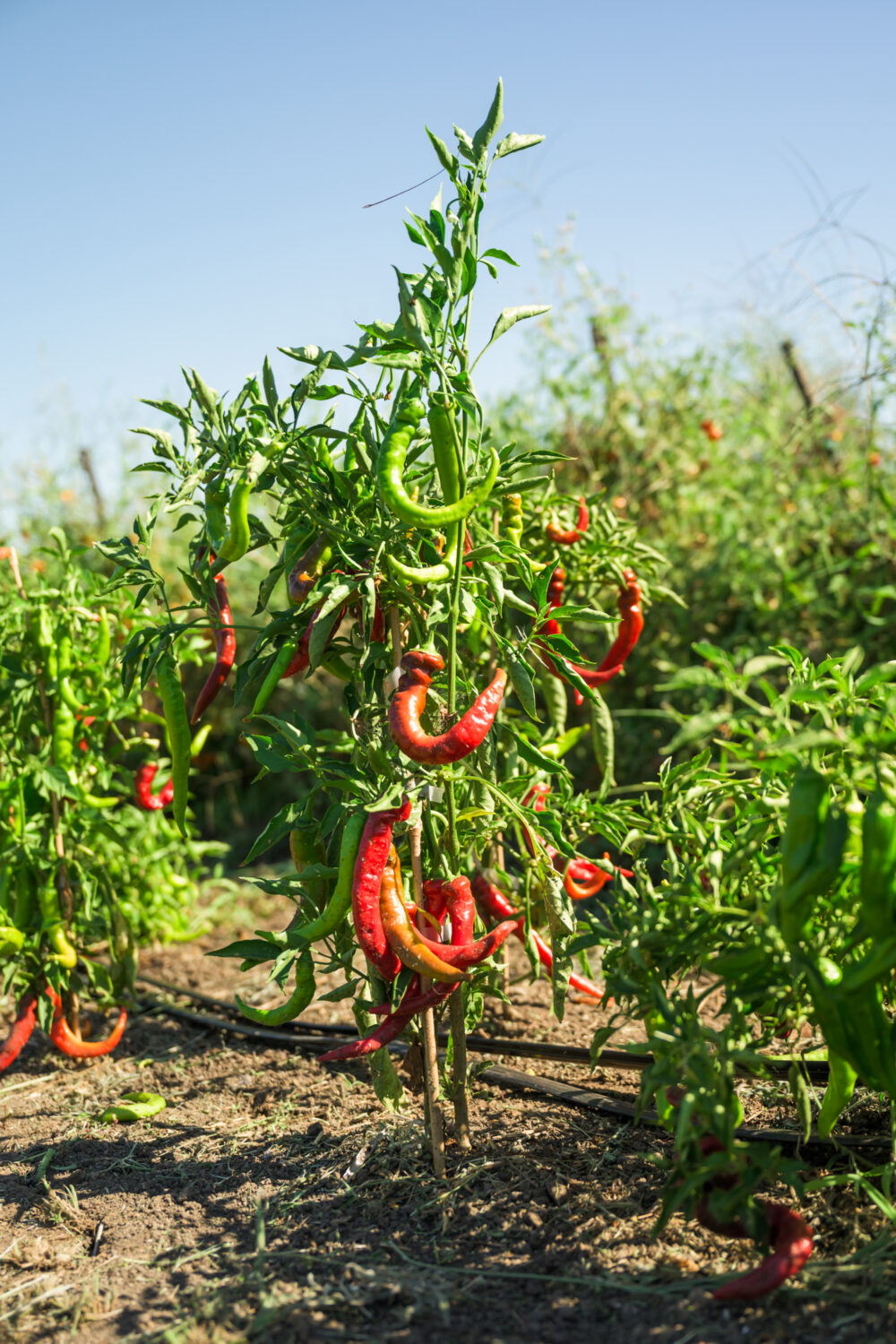 Peppers growing in the garden at Il Fiorello 