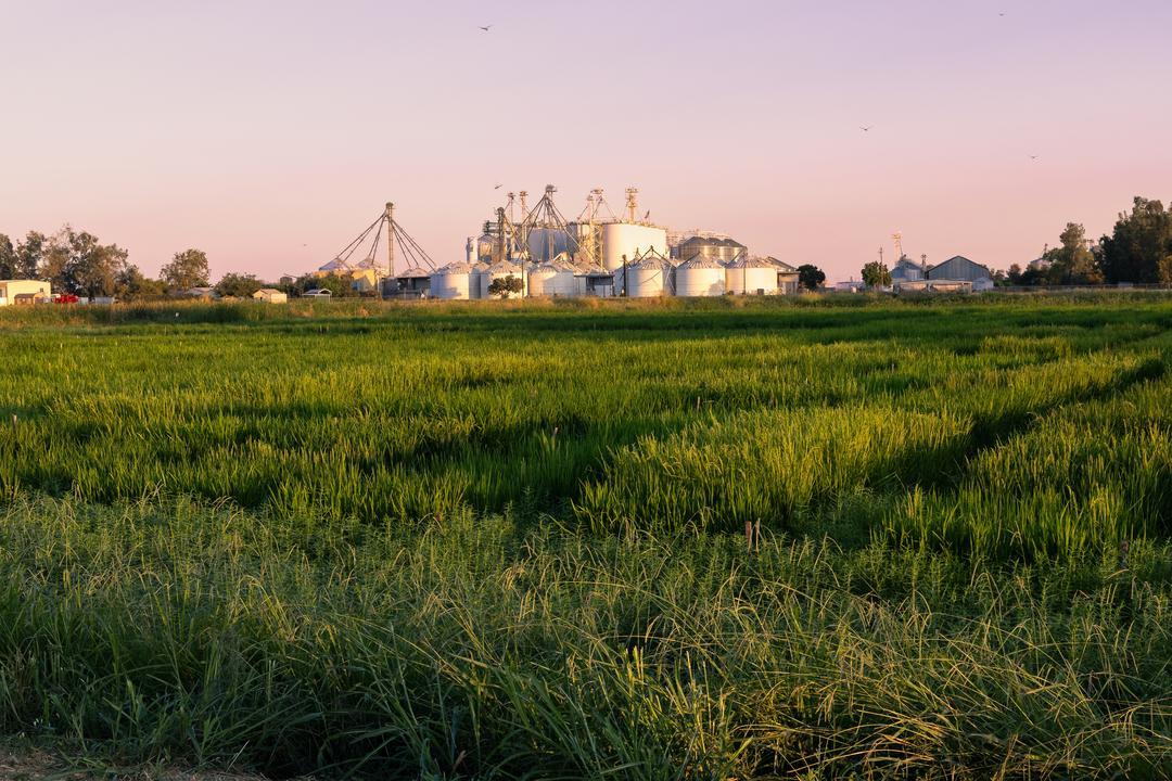 Lundberg Family Farms rice fields and production facility