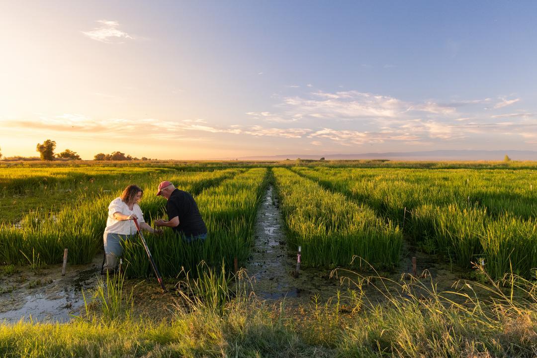 Brita Lundberg and her father in the rice field at Lundberg family farm