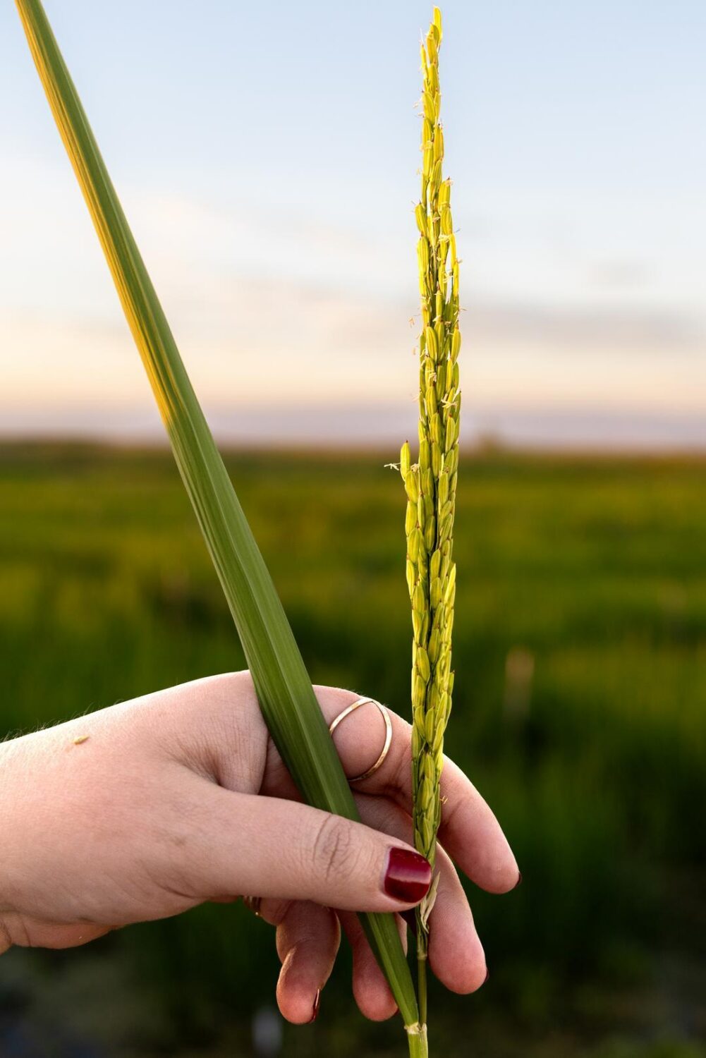 rice panicles at Lundberg Family Farms