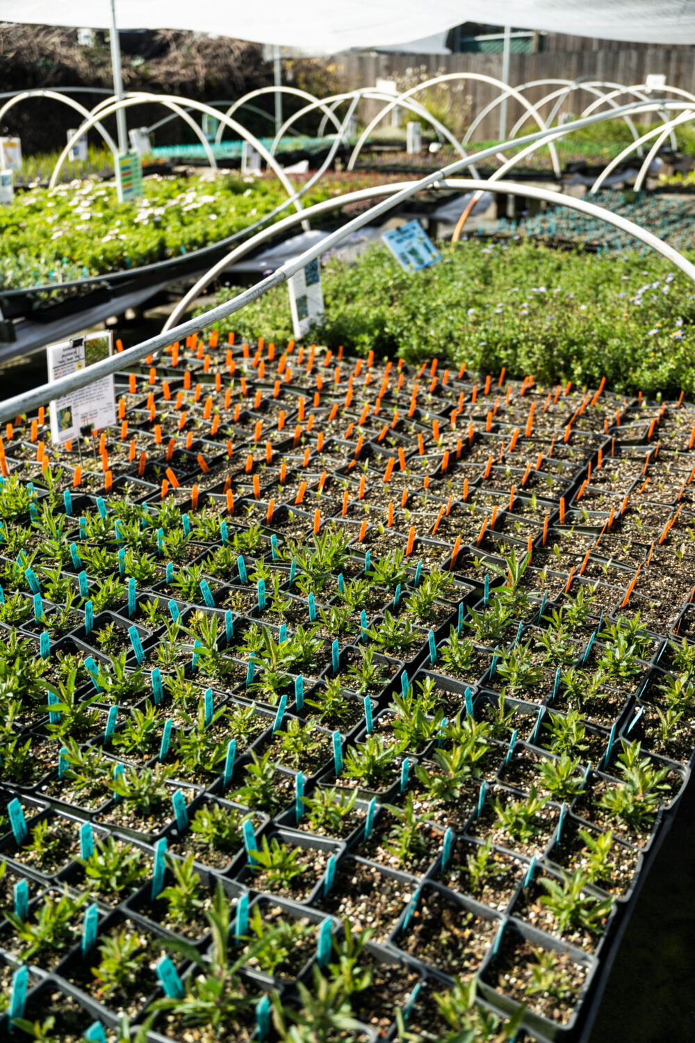 six packs of nursery plants